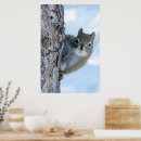 Recherche de écureuil gris posters Arbre