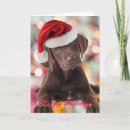 Recherche de chocolate labrador christmas vœux cartes Chiots