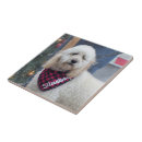 Recherche de chien de caniche carreaux Amoureux des canicules