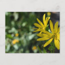 Recherche de marguerites jaunes cartes postales Marguerie