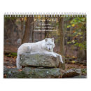 Recherche de loups calendriers Nature