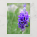 Recherche de de lavande cartes postales Plante