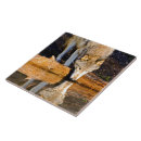 Recherche de loups carreaux Faune