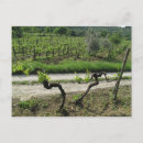 Recherche de vignobles cartes postales Europe
