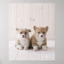 Recherche de gallois posters Nature