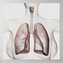 Recherche de organes humains posters Larynx