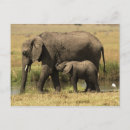 Recherche de african elephant cartes postales Kenya