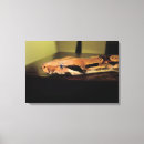 Recherche de boa constrictor Reptile