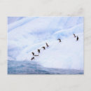 Recherche de péninsule antarctique cartes postales Oiseau