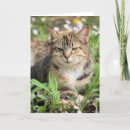 Recherche de milieux vœux cartes Photographie