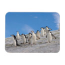 Recherche de collier magnets Animal