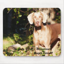 Recherche de weimaraner Animal familier