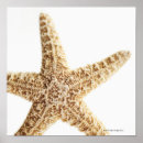 Recherche de créatures de vie marine posters Animal