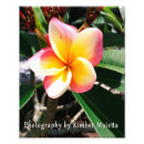 Recherche de plumeria art Rose