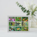 Recherche de papillon fritillaire cartes postales Jardin