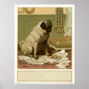 Recherche de le carlin posters Chiot