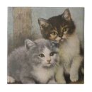 Recherche de chaton mignon carreaux Animaux