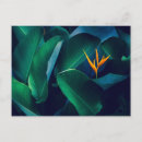 Recherche de oiseau de fleur de paradis cartes postales Forêt tropicale