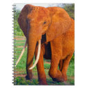 Recherche de défenses photographie Animaux