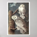 Recherche de hibou neigeux posters Hiboux
