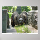 Recherche de jeune hibou posters Oiseau