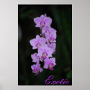 Recherche de orchidée art Numérique
