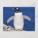 Recherche de schafer de kevin cartes postales Animal
