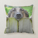 Recherche de berger allemand coussins Mignon