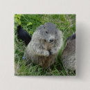 Recherche de marmotte badges Nature
