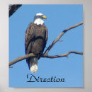 Recherche de aigle chauve art Pittoresque