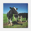 Recherche de vache holstein magnets Horizontal