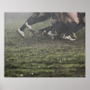 Recherche de joueurs de rugby posters Concurrence