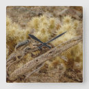 Recherche de écureuil de désert Arizona