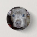 Recherche de bull terrier badges Chiot