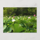 Recherche de fleur de lotus cartes postales Toute personne