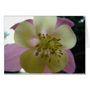 Recherche de colombine cartes postales Nature