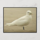 Recherche de ivoire cartes postales Oiseau