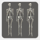 Recherche de squelette humain autocollants Anatomie