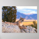 Recherche de animal puma posters Animaux