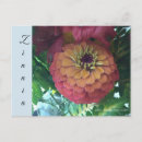 Recherche de zinnia cartes postales Botanique