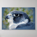 Recherche de faucon posters Oiseau de proie