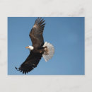 Recherche de envergure cartes postales Nature