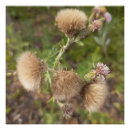 Recherche de chardon posters Fleur sauvage