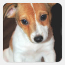 Recherche de jack russell autocollants Chien