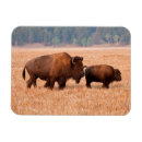 Recherche de veau magnets Taureau