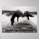 Recherche de chincoteague Nature