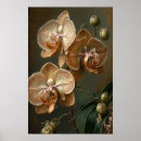Recherche de orchidée blanche posters Fleurs blanches