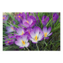 Recherche de crocus de ressort Jaune