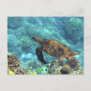 Recherche de carapace posters Océan