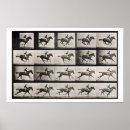 Recherche de muybridge posters Cheval